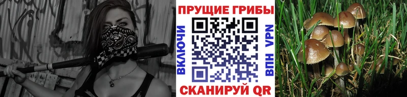 Галлюциногенные грибы Cubensis  Острогожск 